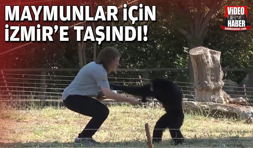 Maymunlar için İzmir'e taşındı