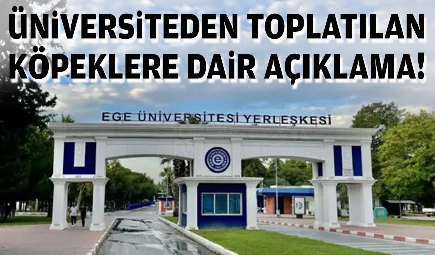 Üniversiteden toplatılan köpeklere dair açıklama!