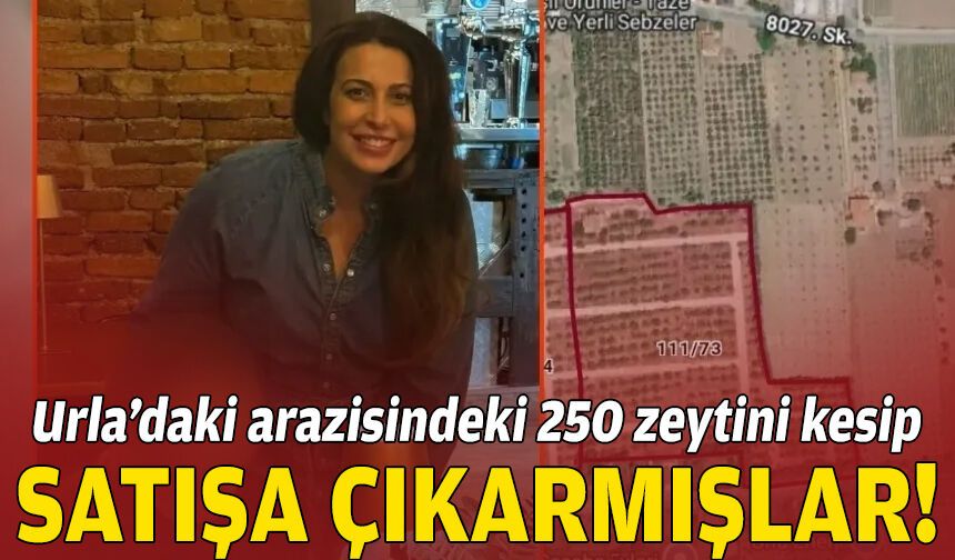 Urla’daki arazisindeki 250 zeytini kesip parsel parsel satışa çıkarmışlar!