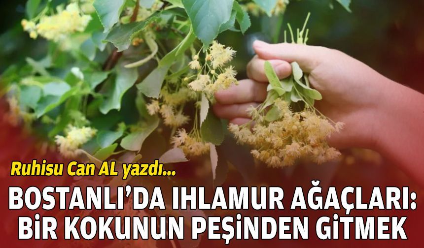 Bostanlı’da ıhlamur ağaçları: Bir kokunun peşinden gitmek