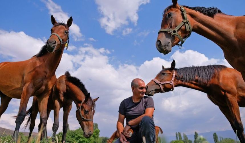 Türkiye'nin şampiyon atları, bal ve pekmez ile yetiştiriliyor