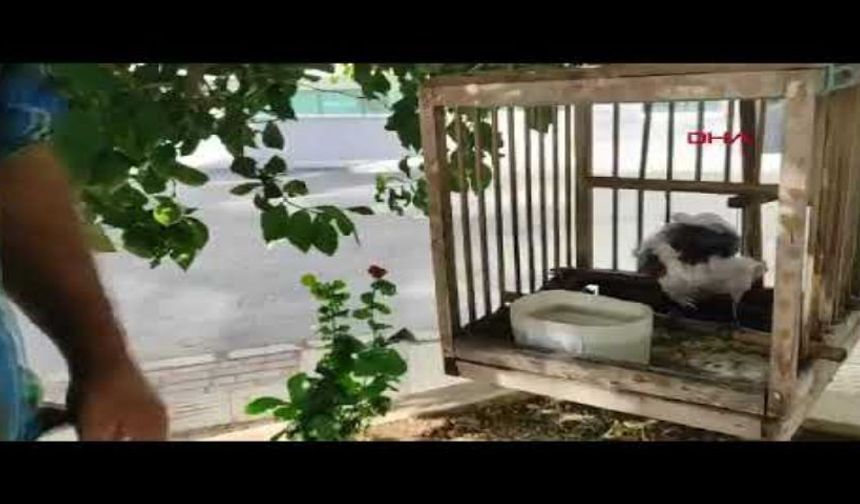 8 yıldır kedilerle yaşayan karga miyavlamayı öğrendi