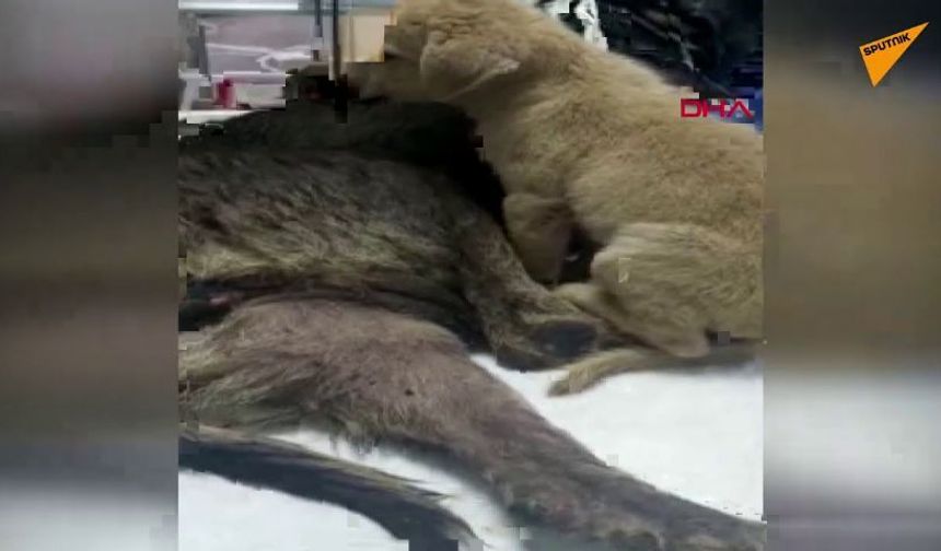 Yaralanan köpeğin yavrusu annesinin yanından ayrılmadı