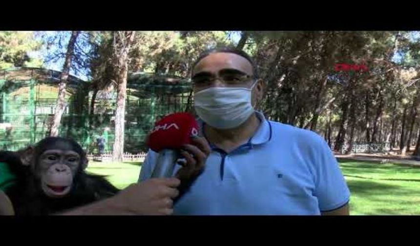 Hayvanat bahçesinin 'şımarık çocuğu': Şempanze Can