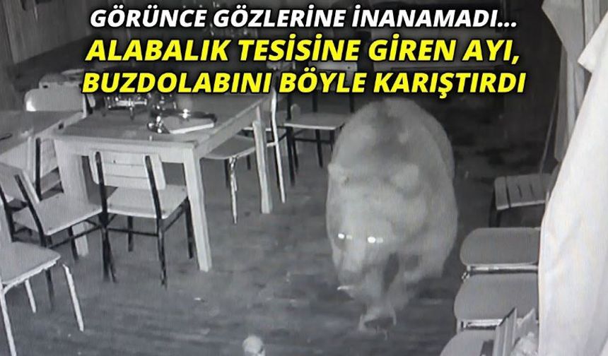 Alabalık tesisine giren ayı, buzdolabını karıştırdı