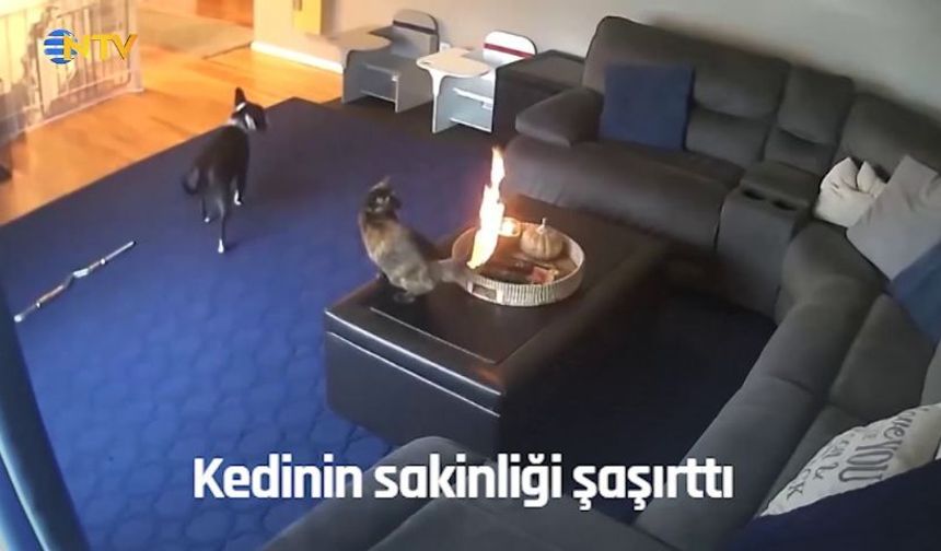 Kuyruğunun yanışını böyle izledi