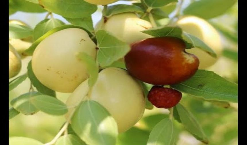 Afyonlu hünnap yetiştiricisi: Portakaldan 20 kat daha fazla C vitamini var