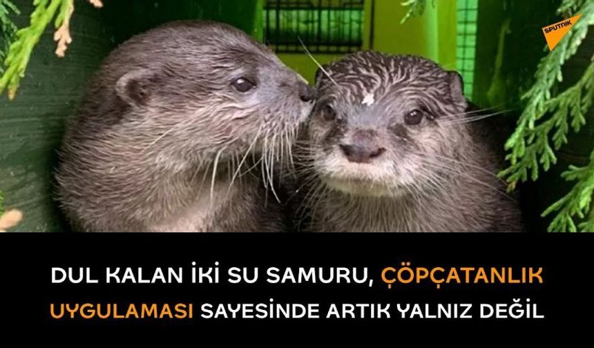 Dul kalan iki su samuru, çöpçatanlık uygulaması sayesinde artık yalnız değil