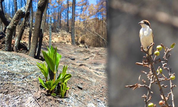 Marmaris'te yanan yerlerde yeni yaşam... Doğa'nın isyanı!