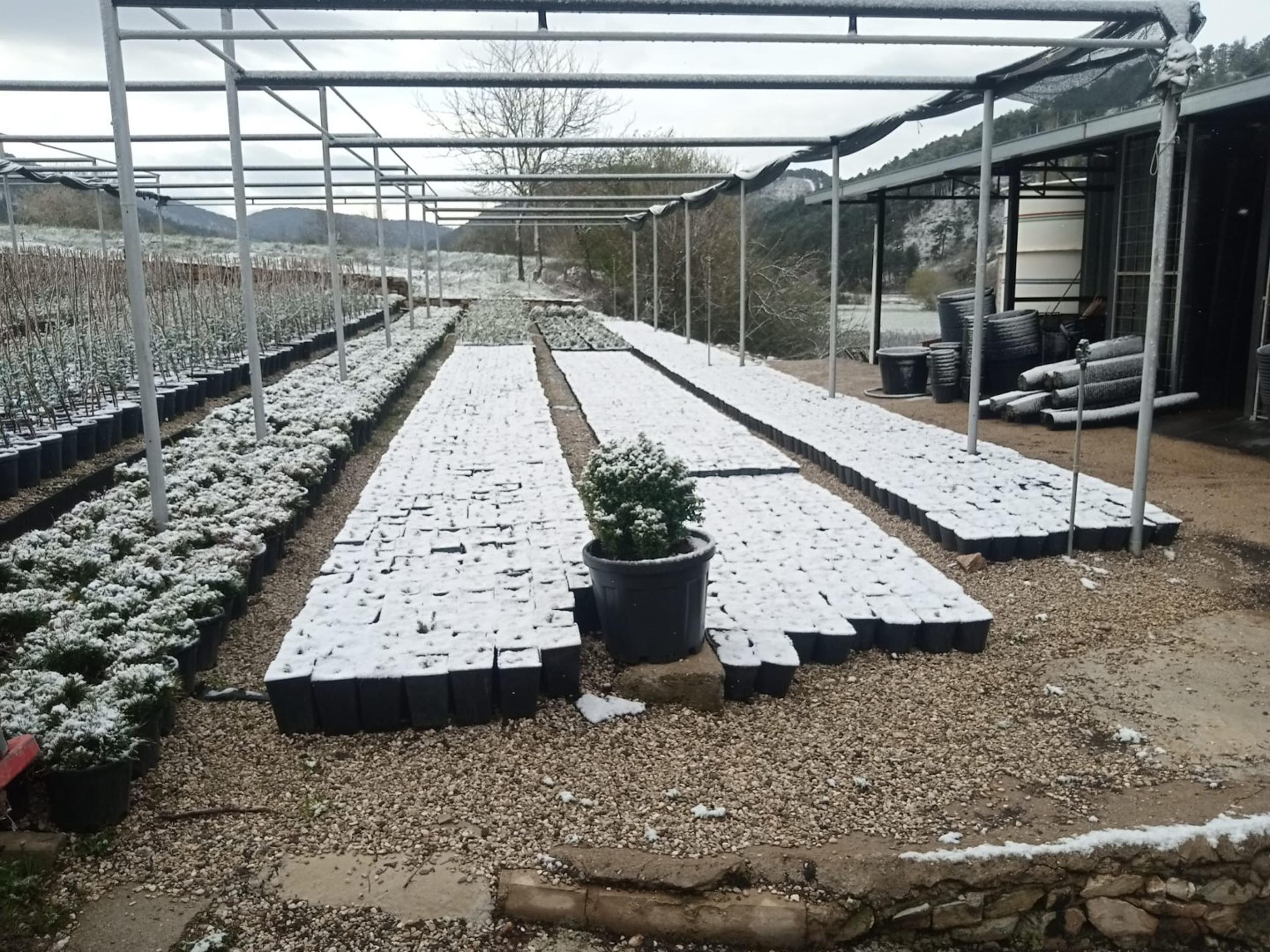 I Z M I R D E B A H A R O R T A S I N D A K A R S U R P R I Z I O 653493 193635