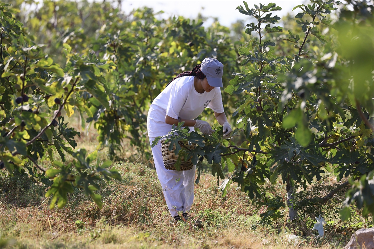 A A 20250824 38908248 38908227 T U R K I Y E N I N Y E N I K U R U I N C I R C E S I D I S I Y A H O R A K T A H A S A T S U R U Y O R