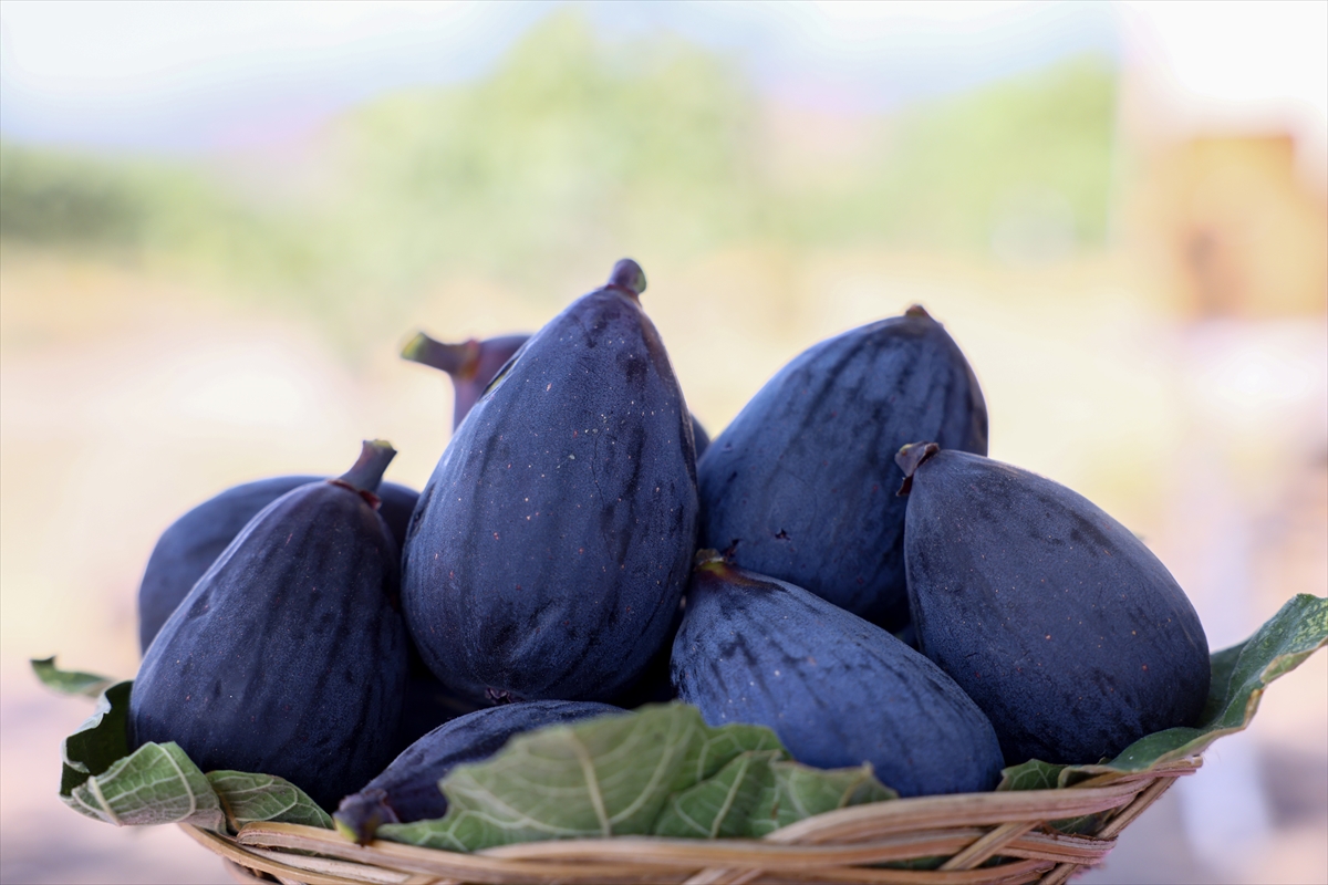 A A 20250824 38908248 38908244 T U R K I Y E N I N Y E N I K U R U I N C I R C E S I D I S I Y A H O R A K T A H A S A T S U R U Y O R