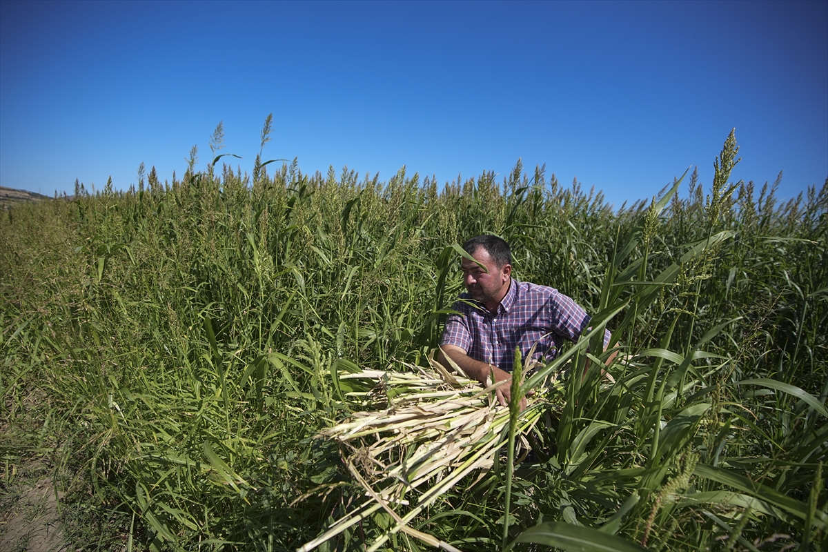 A A 20250830 38964331 38964317 K U R A K L I K I Z M I R D E K I B E S I C I L E R I S O R G U M S U D A N O T U N A Y O N E L T T I