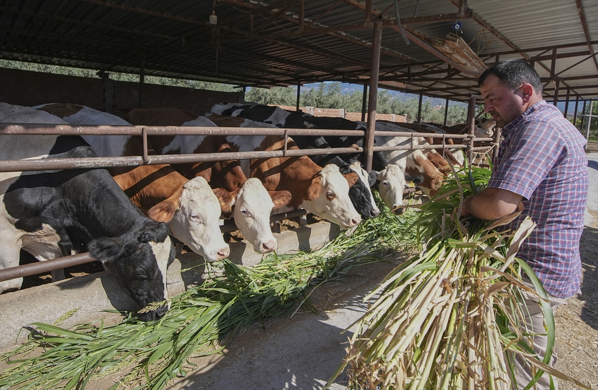 A A 20250830 38964331 38964322 K U R A K L I K I Z M I R D E K I B E S I C I L E R I S O R G U M S U D A N O T U N A Y O N E L T T I