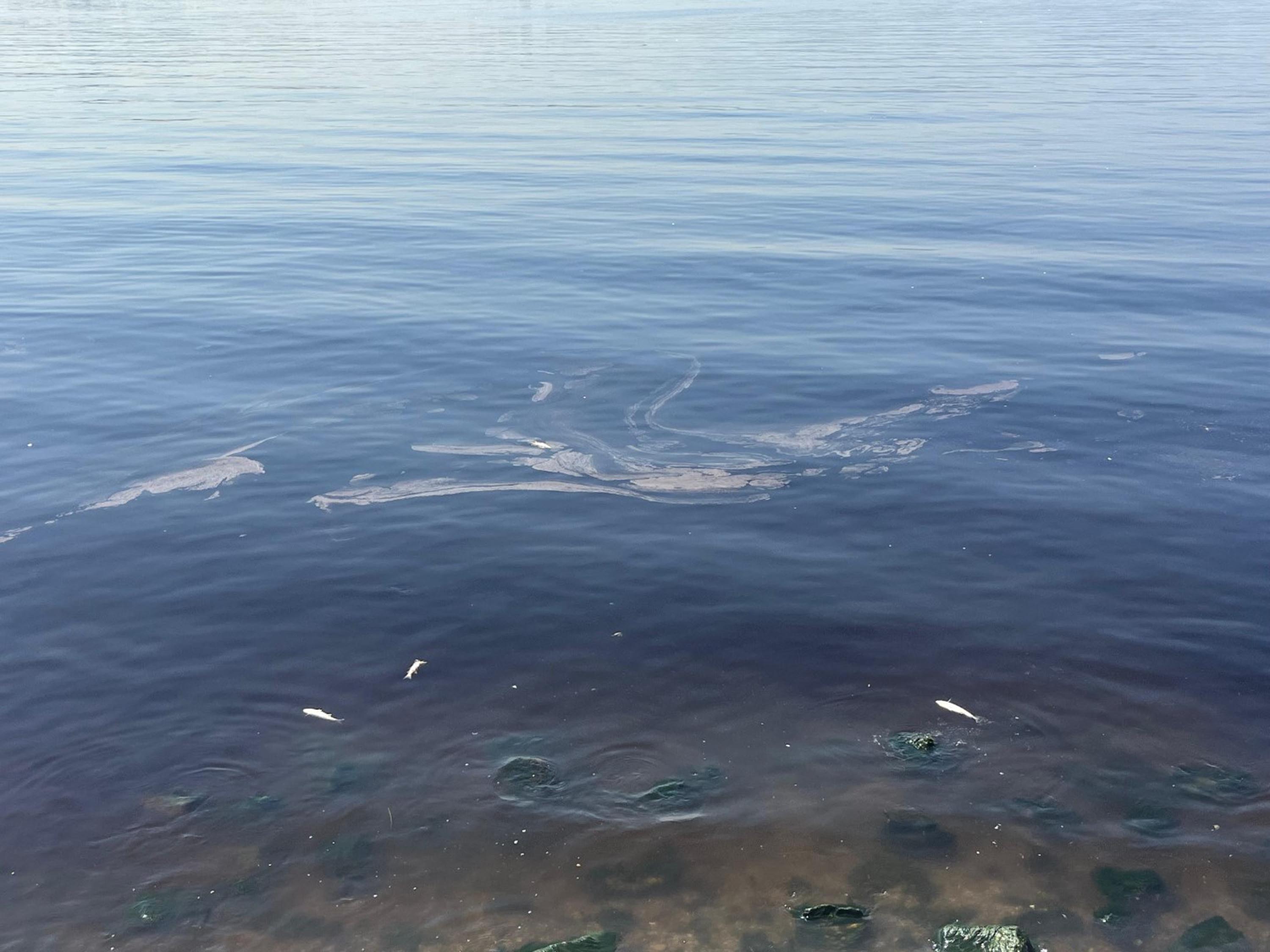 Izmir Korfezi’nde Pis Koku Surerken Bal 876536 260393 (1)