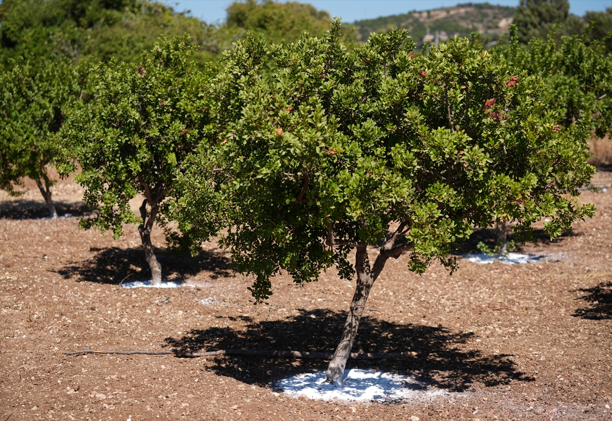 A A 20250919 39160934 39160911 I Z M I R D E A L T I N D A M L A Y A N A G A C S A Y I S I 15 Y I L D A 100 K A T A R T T I