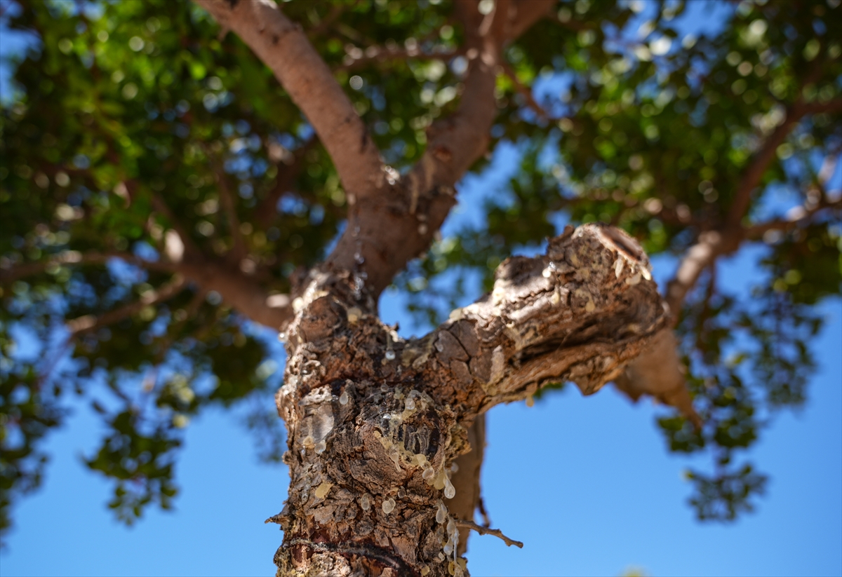 A A 20250919 39160934 39160913 I Z M I R D E A L T I N D A M L A Y A N A G A C S A Y I S I 15 Y I L D A 100 K A T A R T T I