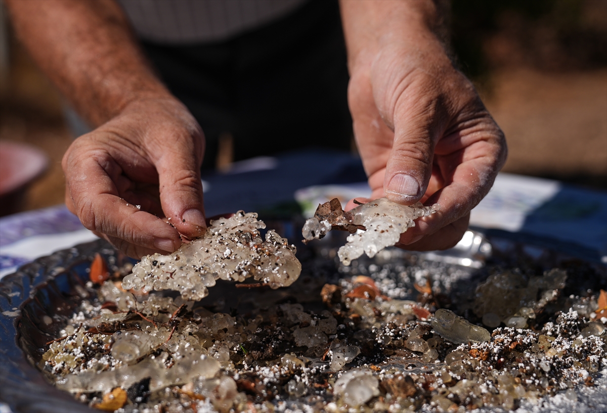 A A 20250919 39160934 39160920 I Z M I R D E A L T I N D A M L A Y A N A G A C S A Y I S I 15 Y I L D A 100 K A T A R T T I