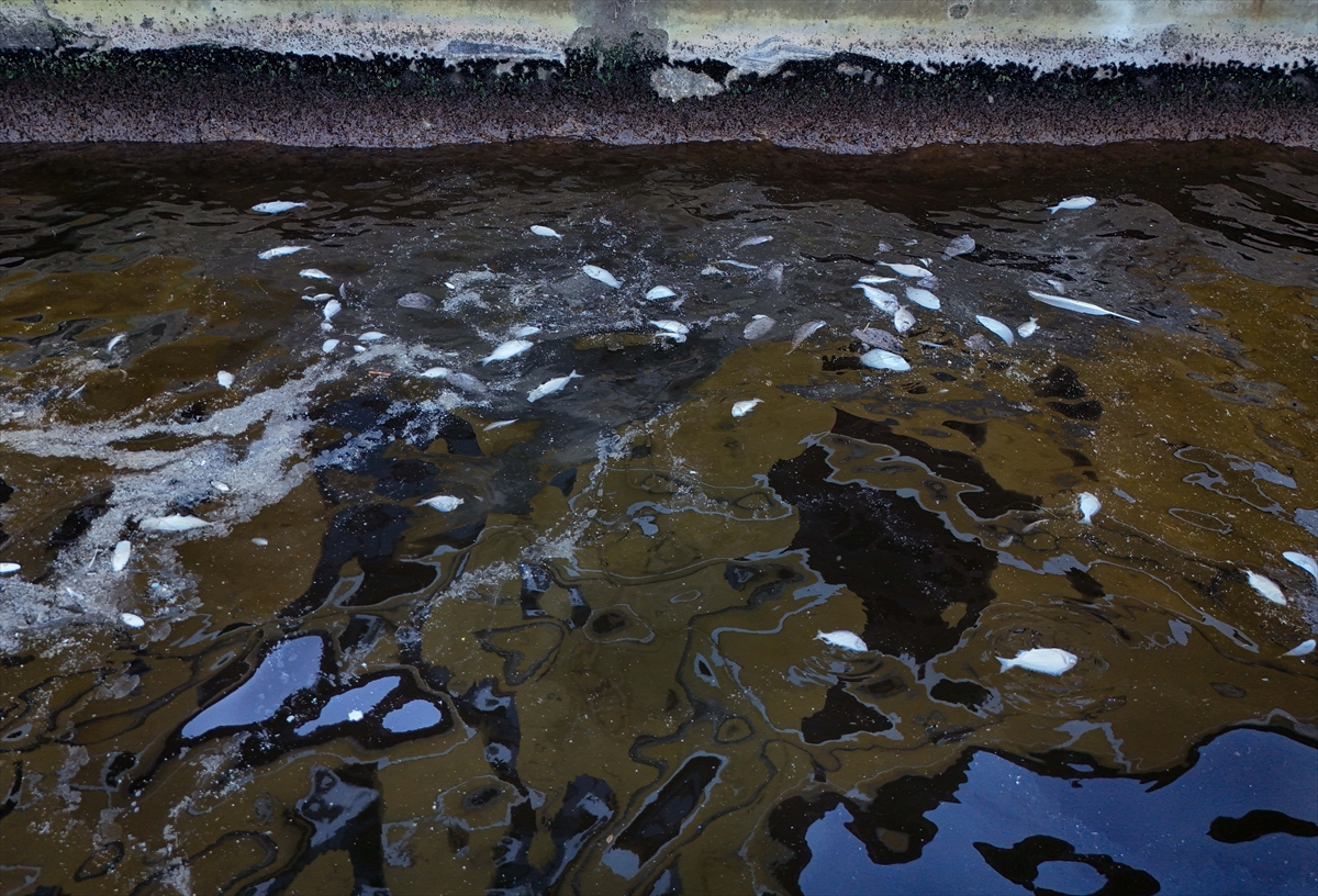 A A 20250922 39191530 39191520 I Z M I R K O R F E Z I N D E B A L I K O L U M L E R I S U R U Y O R