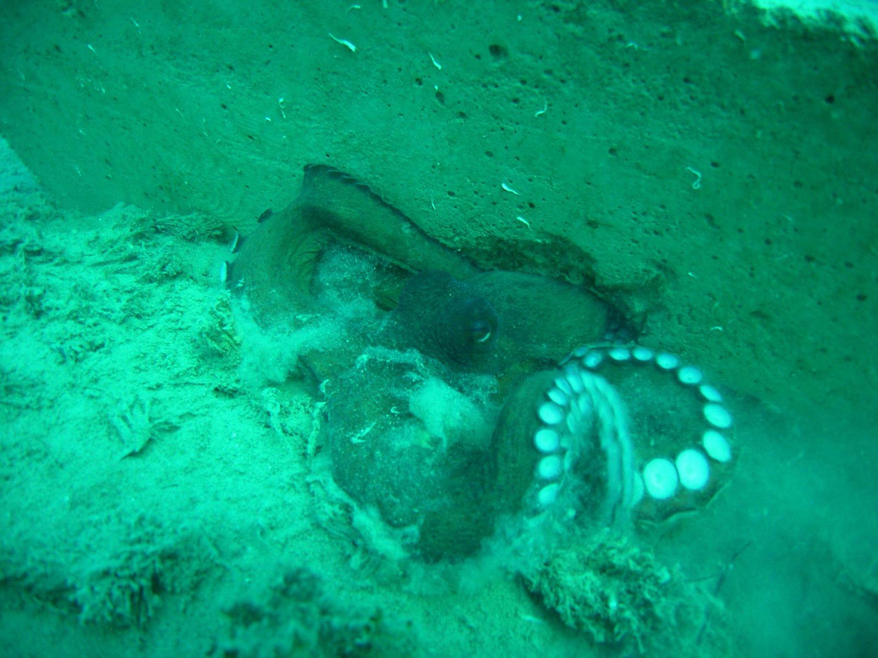 I Z M I R K O R F E Z I N E A H T A P O T L A R I C I N Y A P A Y R 920409 273526