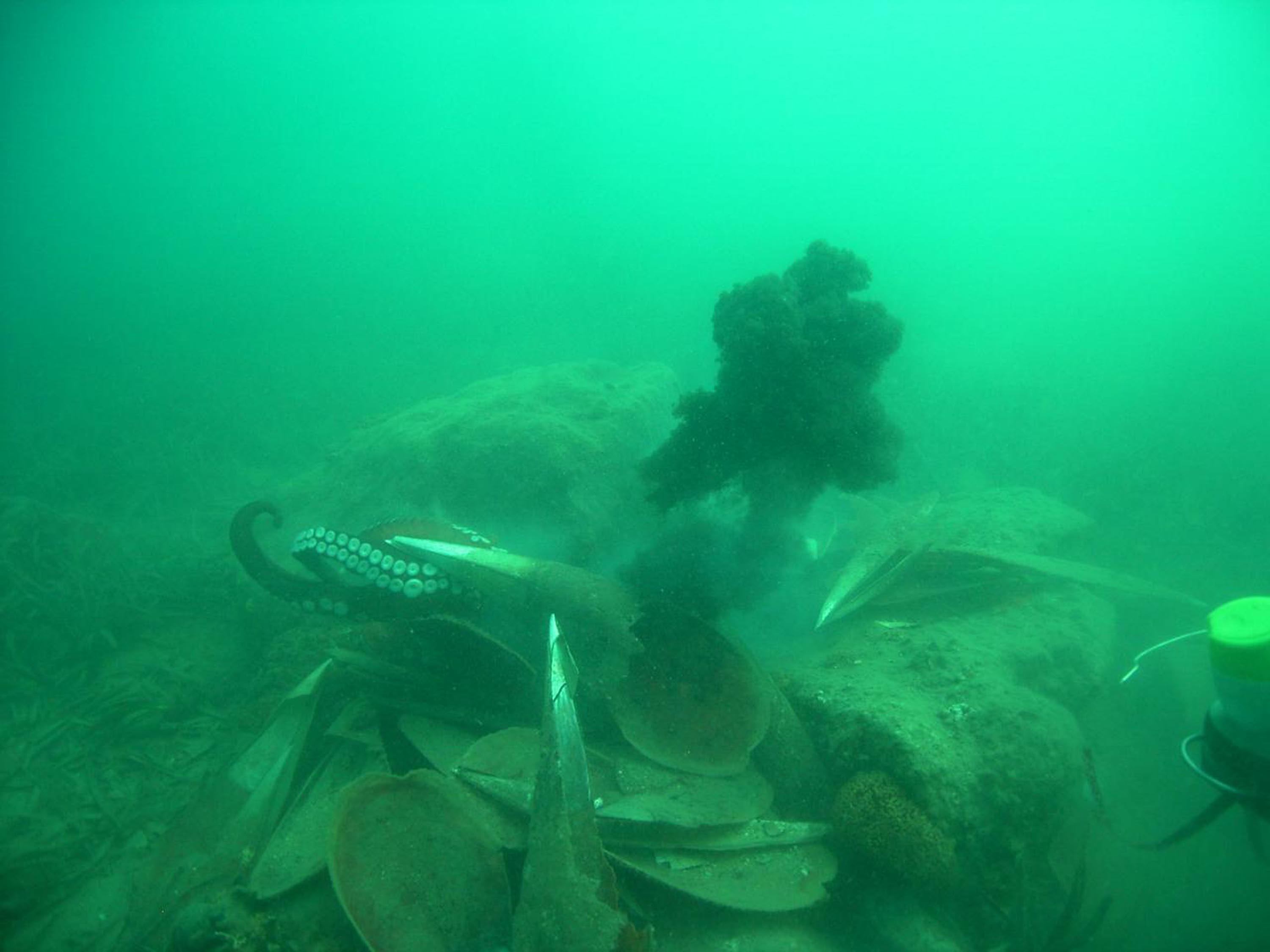 Izmir Korfezine Ahtapotlar Icin Yapay R 920407 273526 (1)