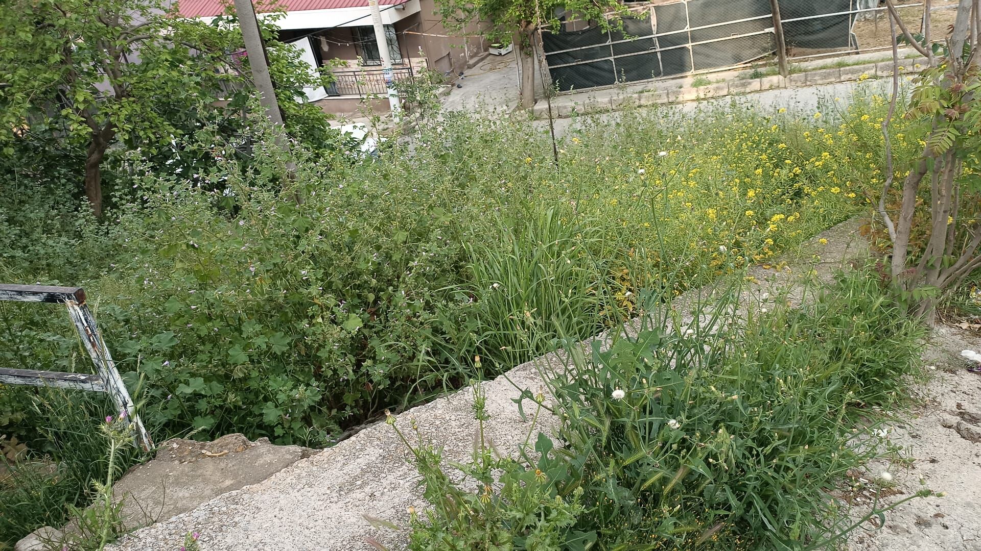 54 Otlar 3951 1 Sokak