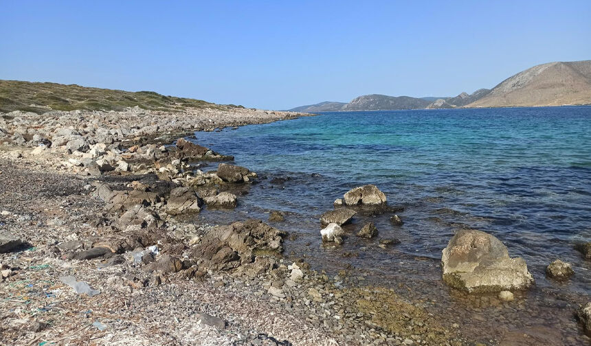 Orkinos ölümlerinin perde arkası: Çeşme'deki üç körfez foseptiğe döndü!