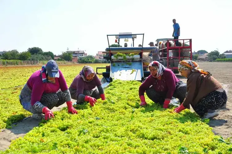 Üzüm üreticisinin fiyat isyanı: 18 TL’den 7 TL’ye düştü!